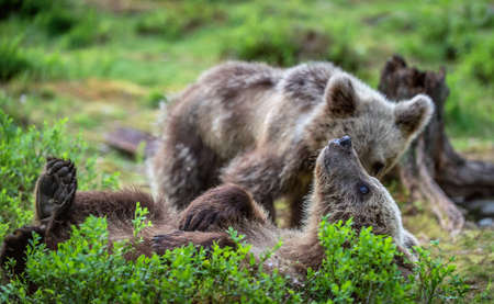 Brown bear cubs playfully fighting in summer forest. Scientific name: Ursus Arctos Arctos.Wild...