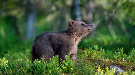 Little bear cub in summer forest. Brown bear, scientific name: Ursus Arctos. wild nature. natural habitat.の写真素材