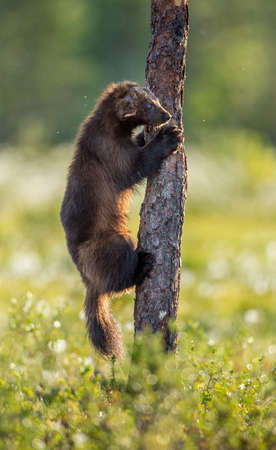 Wolverine climbing on the pine tree. sunset light. wild nature. natural habitat. Scientific name: Gulo Guloの写真素材