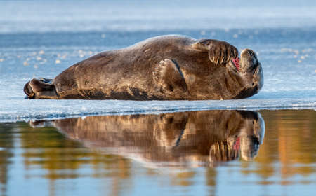 Seal resting on an ice float in sunset light. The bearded seal, also called the square flipper seal. Scientific name: Erignathus barbatus. White Sea, Russiaの写真素材