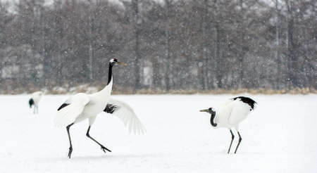 Dancing Cranes. The ritual marriage dance of cranes. The red-crowned crane. Scientific name: Grus japonensis, also called the Japanese crane or Manchurian crane. natural habitat. Japan.の写真素材