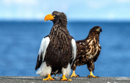 Adult Steller`s sea eagle. close up portrait. Scientific name: Haliaeetus pelagicus. blue background.の写真素材