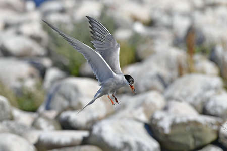 A tern flutters in flight before landing. Adult common tern in flight. Scientific name: Sterna...
