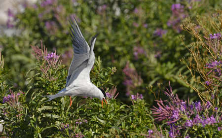 A tern flutters in flight before landing. Adult common tern in flight. Scientific name: Sterna...