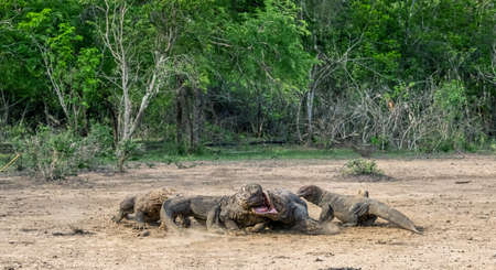 Fight of komodo dragons for prey. The Komodo dragon, scientific name: Varanus komodoensis. Indonesia.の写真素材