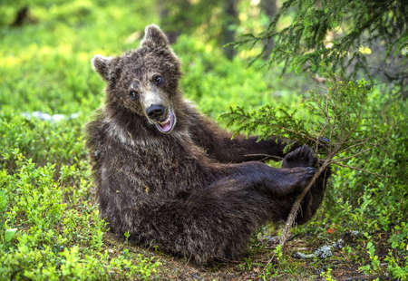 Cub of Brown Bear with open mouth sit in the summer pine forest. natural habitat. Scientific name: Ursus arctos.の写真素材