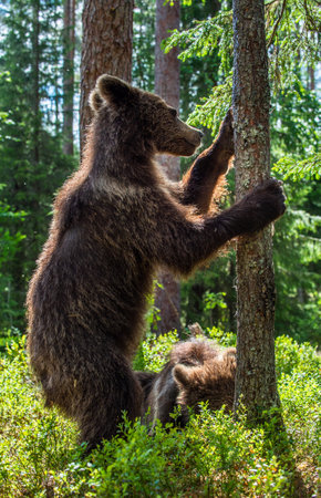 Cub of Brown bear standing on his hind legs in the summer pine forest. natural habitat. Scientific name: Ursus arctos.の写真素材