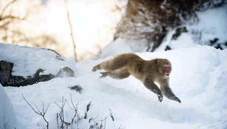 Japanese macaque in jump. Scientific name: Macaca fuscata, also known as the snow monkey. natural habitat. Japanの写真素材
