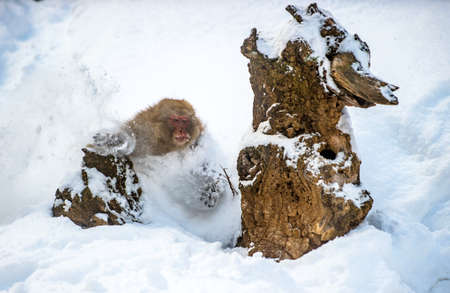 Japanese macaque running on the snow. Scientific name: Macaca fuscata, also known as the snow monkey. winter season. natural habitat. Japan.の写真素材