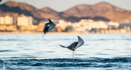 Mobula ray jumping out of the water. Mobula munkiana, known as the manta de monk, Munk's devil ray,...