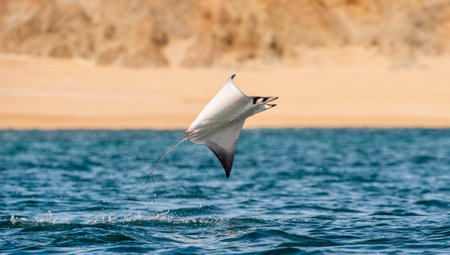 Mobula ray jumping out of the water. Mobula munkiana, known as the manta de monk, Munk's devil ray,...