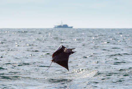 Mobula ray jumping out of the water. Mobula munkiana, known as the manta de monk, Munk's devil ray, pygmy devil ray, smoothtail mobula, is a species of ray in the family Myliobatida. pacific oceanの写真素材