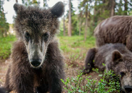 Wild brown bear cub looking at camera close-up wide angle. Cub of Brown Bear in the summer forest. natural habitat. Scientific name: Ursus arctos.の写真素材