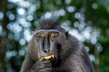 The Celebes crested macaque. Crested black macaque, Sulawesi crested macaque, or the black ape. natural habitat. Sulawesi Island. Indonesia.の素材 [FY310180966429]