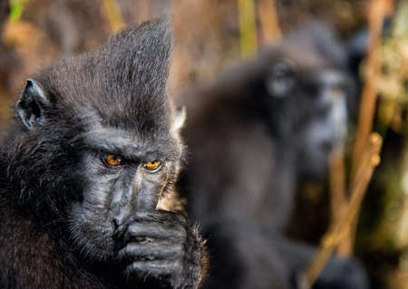 The Celebes crested macaque. Close up portrait, wide angle. Crested black macaque, Sulawesi crested...