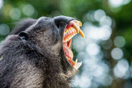 The Celebes crested macaque open mouth and shows his fangs. Crested black macaque, Sulawesi crested...