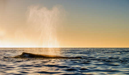 The whale shows the fountain of steam at sunset sky background. Whale making powerfull fountain while breathing after diving into the sea. Humpback whale Scientific name: Megaptera novaeangliae.の写真素材