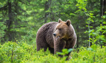 Big Brown bear in the summer forest. green forest natural background. Scientific name: Ursus arctos....