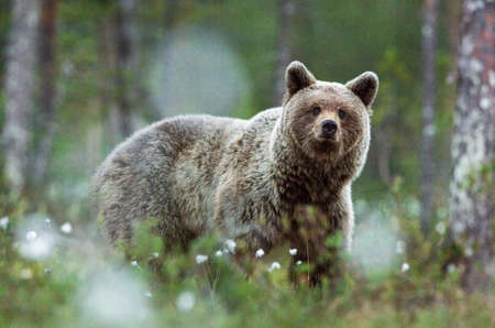 Brown bear in the forest among white flowers. summer season. natural habitat.