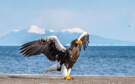 Steller's sea eagle landing. Scientific name: Haliaeetus pelagicus. Snow covered mountains, blue sky and ocean background. winter season.の写真素材