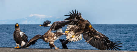 Eagles in fight. Two Juvenile Steller's sea eagle in fight for prey.の写真素材