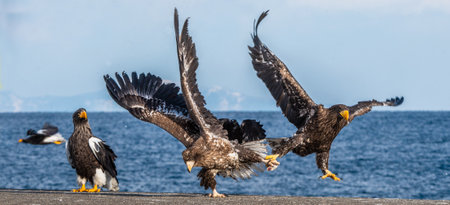 Eagles in fight. Two Juvenile Steller's sea eagle in fight for prey.の写真素材