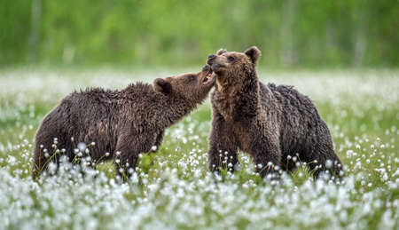 The Cubs of Brown bears playfully fighting, among white flowers. The summer forest. Scientific name: Ursus Arctos Arctos. natural background.の写真素材
