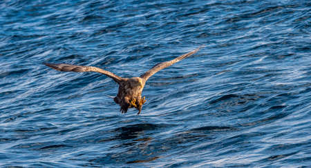 White tailed eagle fishing. blue ocean background. Scientific name: Haliaeetus albicilla, also known as the ern, erne, gray eagle, Eurasian sea eagle and white-tailed sea-eagle. natural habitatの写真素材