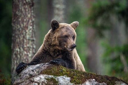 Adult Male of Brown bear in the forest. Scientific name: Ursus arctos. natural habitat.の写真素材