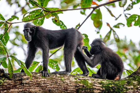 Monkeys grooming one another. The Celebes crested macaques on the branch of the tree. close up portrait. Crested black macaque, Sulawesi crested macaque, sulawesi macaque or the black ape.の写真素材