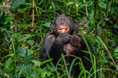 Bonobo in green tropical jungle. Green natural background. The Bonobo, Scientific name: Pan...