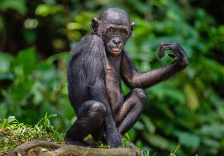 Bonobo on the tree in green jungle. The Bonobo (Pan paniscus), earlier being called the pygmy chimpanzee. Congo. africaの写真素材