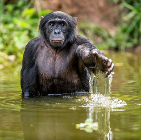 Bonobo in the water. The Bonobo (Pan paniscus), called the pygmy chimpanzee. Democratic Republic of the Congo. africaの写真素材