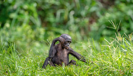 Cub of chimpanzee Bonobo. green natural background. The Bonobo, Scientific name: Pan paniscus, earlier being called the pygmy chimpanzee. Congo. africaの写真素材