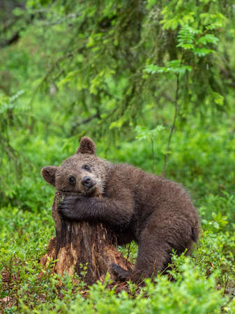 Cub of Brown Bear in the summer forest. natural habitat. Scientific name: Ursus arctos.の写真素材