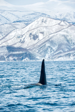 Orca or killer whale, Orcinus Orca, traveling in Sea of Okhotsk. Snow-covered mountains on the background. natural habitat.の写真素材