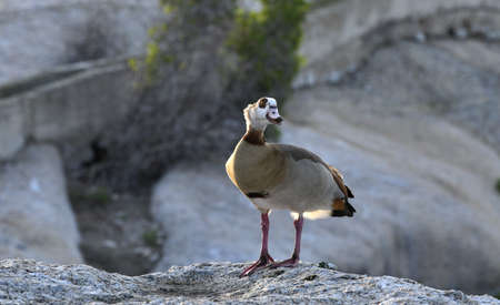 Egyptian goose on the stone. Scientific name: Alopochen aegyptiaca, family of Anatidae. South Africa. natural habitatの写真素材