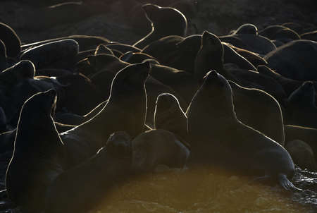 A backlit image of seals during sunrise. Colony of seals ( Cape Fur Seals ) on the rocky island in...