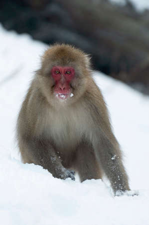 Japanese macaque on the snow. snow monkey. The Japanese macaque ( Scientific name: Macaca fuscata), also known as the snow monkey. winter season. natural habitat.の写真素材