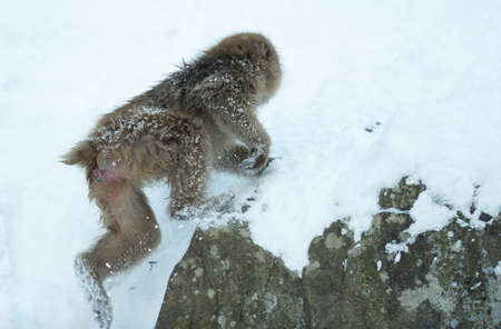 Japanese macaque running on the snow. Scientific name: Macaca fuscata, also known as the snow monkey. winter season. natural habitat. Japan.の写真素材