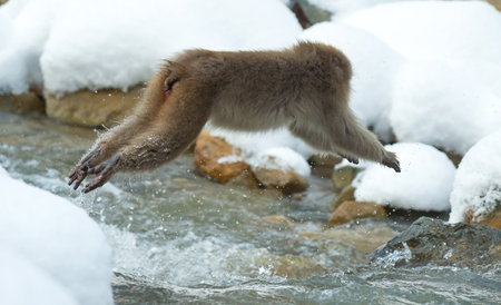 Japanese macaque in jump. Macaque jumps through a natural hot spring. snow monkey. The Japanese macaque, Scientific name: Macaca fuscata, also known as the snow monkey. winter season. natural habitat.の写真素材
