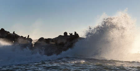 Seascape in the morning. The colony of seals on the rocky island. Big waves with splashes breaking on a rocky island. South Africa.の写真素材