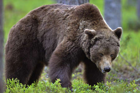 Big Adult Male of Brown bear in the summer forest. Scientific name: Ursus arctos. natural habitat.の写真素材
