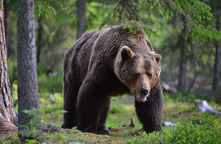 Big Adult Male of Brown bear in the summer forest. Scientific name: Ursus arctos. natural habitat.の写真素材
