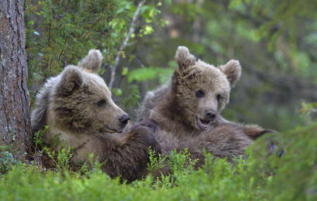 Cub of Brown Bear lying on his back with his paws raised in the green grass in the summer forest. Green pine forest natural background, Scientific name: Ursus arctos.の写真素材
