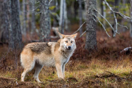 Eurasian wolf, also known as the gray or gray wolf also known as Timber wolf. Scientific name: Canis...