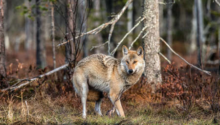 Eurasian wolf, also known as the gray or gray wolf also known as Timber wolf. Scientific name: Canis...