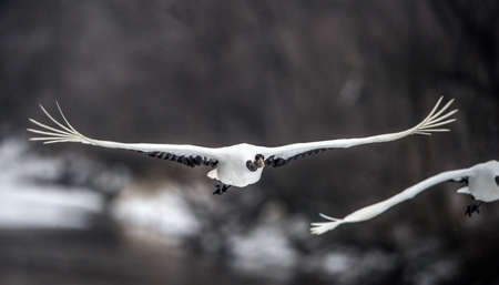 The red-crowned cranes in flight. Scientific name: Grus japonensis, also called the Japanese crane or Manchurian crane.の写真素材
