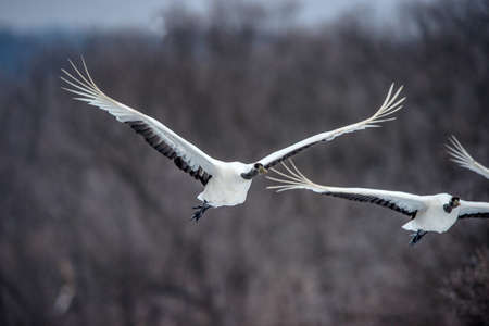 The red-crowned cranes in flight. Scientific name: Grus japonensis, also called the Japanese crane...