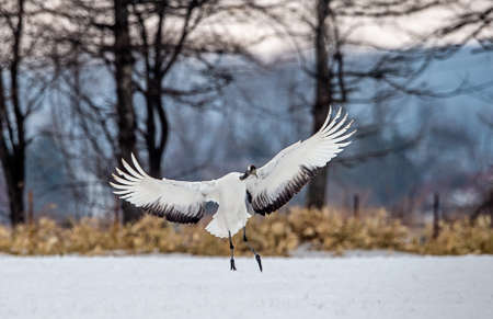 The ritual marriage dance of crane. The red-crowned cranes. Scientific name: Grus japonensis, also called the Japanese crane or Manchurian crane, is a large East Asian Crane.の写真素材